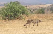 Pilanesberg and Sun City Tour 