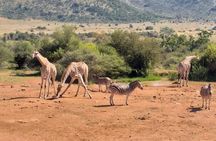Pilanesberg and Sun City Tour 