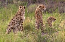 Ann van Dyk Cheetah Centre