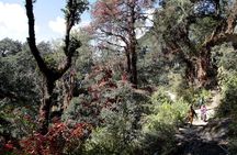 Druk Path Trek: Discover The Raw Natural Beauty of Bhutan