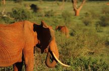 2 Days Safari Tsavo East 