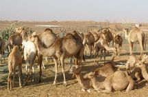 Camel Farm Visit - Dubai UAE