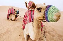 Camel Farm Visit - Dubai UAE