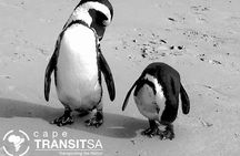 Private tour Cape of Good Hope and Cape Point from Cape Town