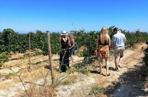 The Gourmet Wine Tour of Heraklion area