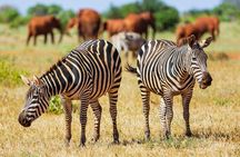 2-Day Ultimate game viewing at Tsavo East National Park