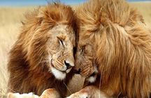 2-Day Ultimate game viewing at Tsavo East National Park