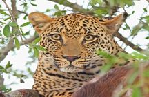 2-Day Ultimate game viewing at Tsavo East National Park