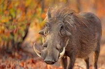 2-Day Tsavo East NP Joining Safari