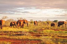 1 Day Tsavo East Safari from Kenya Coast (Cost Based on Minimum 2 persons)