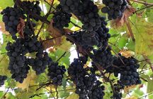 Kaheti One Day wine tasting and sightseeing Tour 2022