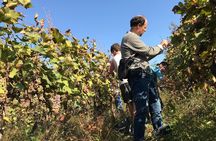Kaheti One Day wine tasting and sightseeing Tour 2022
