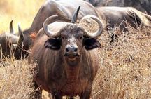 2-Day Tsavo East NP Joining Safari