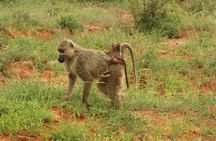 2 Days Safari Tsavo East 
