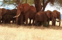 3 days safari Tsavo East and Taita hills (Saltlick lodge)