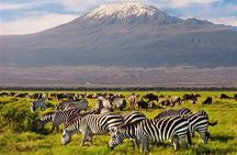 Amboseli Park & Kilimanjaro views Day tour