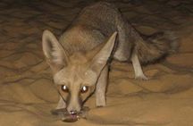 White Desert and Bahariya Oasis Tour From Cairo