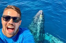 From Maalaea: Whale Watching Tour Aboard the Quicksilver