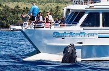 From Maalaea: Whale Watching Tour Aboard the Quicksilver