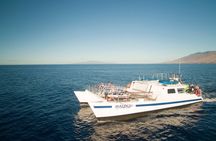 From Ma'alaea Harbor: Whale Watch Cruise Aboard the Malolo