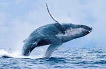From Ma'alaea Harbor, Maui: Whale Watch Cruise Aboard Malolo