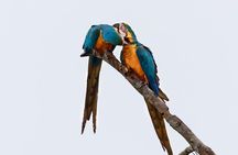 Macaw Collpa & Sandoval Lake 4 Days / 3 Nights