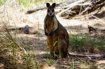 Byron Bay Hinterland Tour Including Rainforest Walk to Minyon Falls