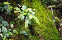 Byron Bay Hinterland Tour Including Rainforest Walk to Minyon Falls