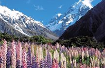 Explore Mount Cook from Christchurch