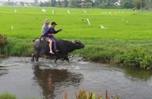 Hoi An Countryside - Buffalo Riding - Basket Boat Rowing