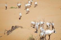 Desert Conservation Wildlife Drive & Breakfast at Al Maha Resort