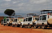 2 Day Serengeti Safari Experience from Mwanza