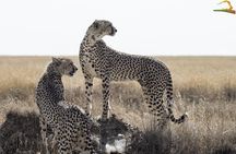 2 Day Serengeti Safari Experience from Mwanza
