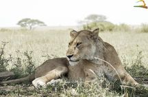 2 Day Serengeti Safari Experience from Mwanza