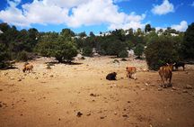 Off-road tour in the Supramonte and visit to Pischina Gurthàddala