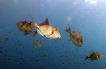 Diving baptism in the Marine Reserve of Cabo Tiñoso