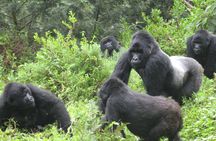 1 day Mountain Gorilla Trekking Safari Uganda