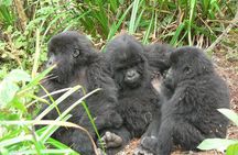 1 day Mountain Gorilla Trekking Safari Uganda