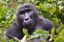 1 day Mountain Gorilla Trekking Safari Uganda