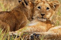3 days group joining safari to Maasai Mara with a Land Cruiser Jeep