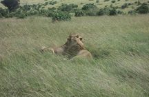 3-Day Safari Trip to Masai Mara National Reserve from Nairobi