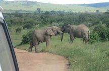 3-Day Safari Trip to Masai Mara National Reserve from Nairobi