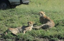 3-Day Safari Trip to Masai Mara National Reserve from Nairobi