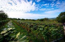 Olive farm & village 