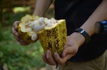 Rainforest Chocolat & La Fortuna Waterfall Adventure