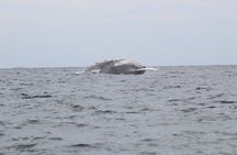 Whale Watching Shared Tour