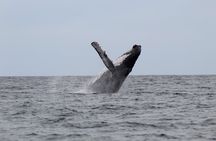 Whale Watching Shared Tour