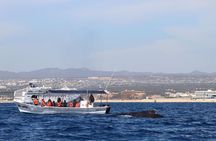 Whale Watching Shared Tour
