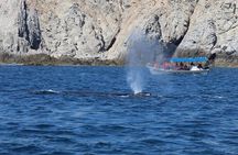 Whale Watching Shared Tour