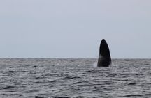 Whale Watching Shared Tour